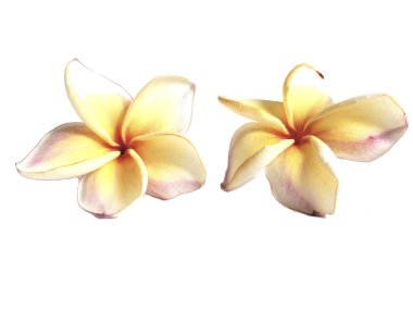 Plumeria ayrı tut moduyla beyaz arka planda