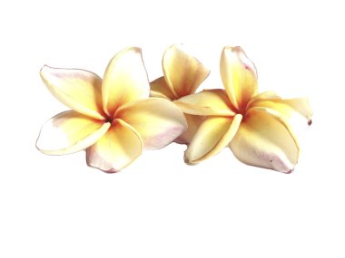 Plumeria ayrı tut moduyla beyaz arka planda
