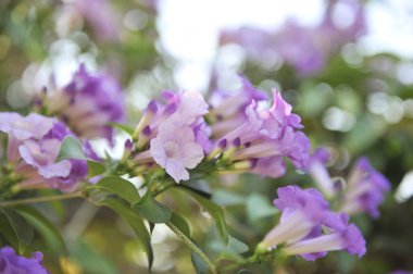 Sarımsak asma Menekşe çiçek seçici odak noktası