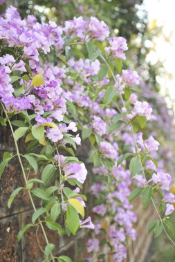 Sarımsak asma Menekşe çiçek seçici odak noktası