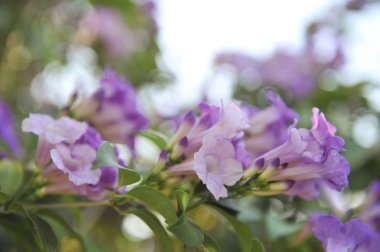 Sarımsak asma Menekşe çiçek seçici odak noktası