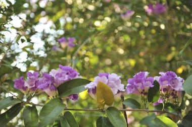 Sarımsak asma Menekşe çiçek seçici odak noktası
