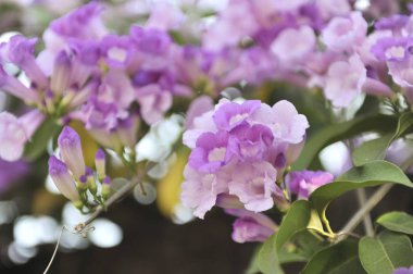 Sarımsak asma Menekşe çiçek seçici odak noktası