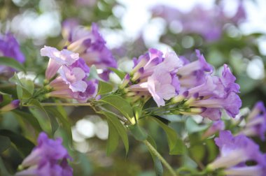 Sarımsak asma Menekşe çiçek seçici odak noktası