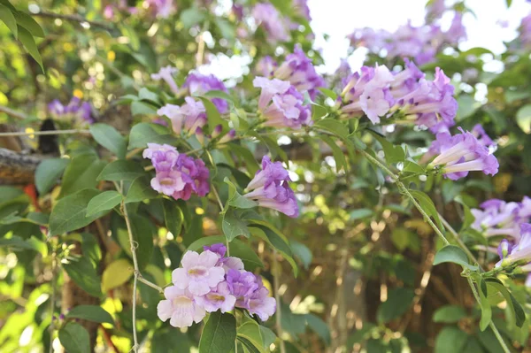 Ajo vid violeta flor enfoque selectivo punto —  Fotos de Stock