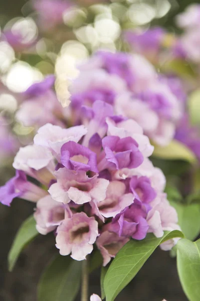 Vitlök vinstockar violett blomma selektiv fokuspunkt — Stockfoto