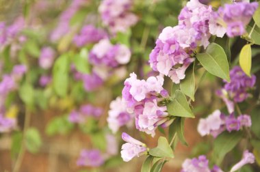 Sarımsak asma Menekşe çiçek seçici odak noktası