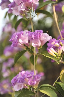 Sarımsak asma Menekşe çiçek seçici odak noktası