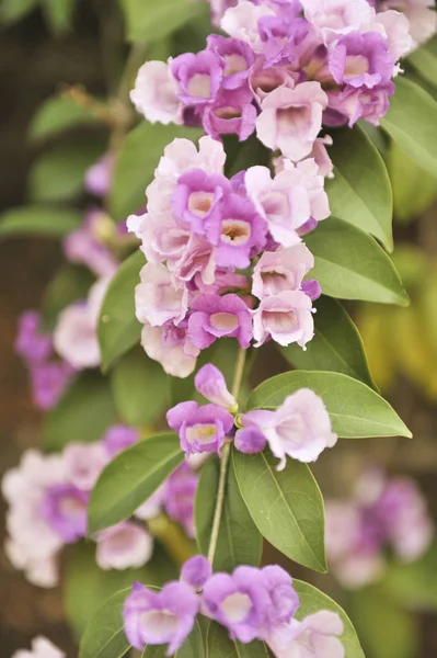 Garlic vine violet flower selective focus point — Stock Photo, Image