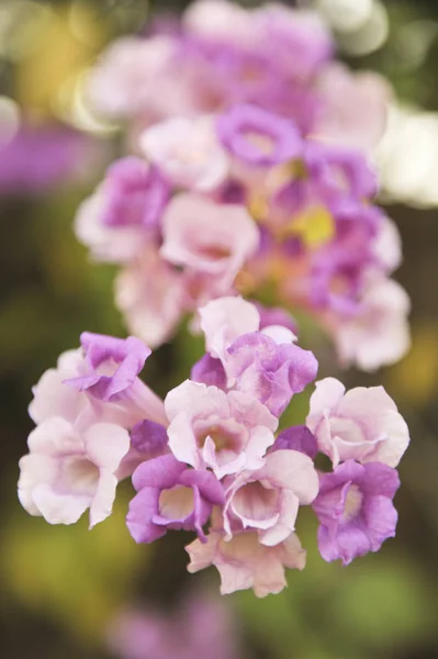 Vitlök vinstockar violett blomma selektiv fokuspunkt — Stockfoto