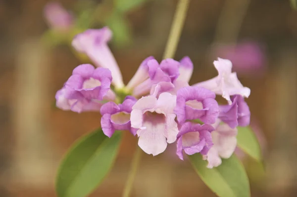 Knoblauch Weinstock violette Blume selektiver Brennpunkt — Stockfoto