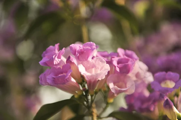 Alho videira flor violeta ponto de foco seletivo — Fotografia de Stock