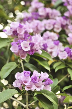 Sarımsak asma Menekşe çiçek seçici odak noktası