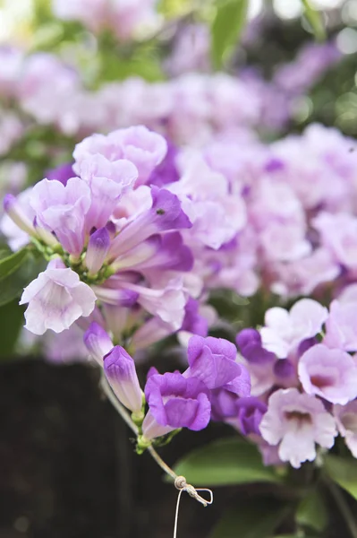 Vitlök vinstockar violett blomma selektiv fokuspunkt — Stockfoto