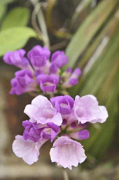 Ail vigne violette fleur point focal sélectif — Photo