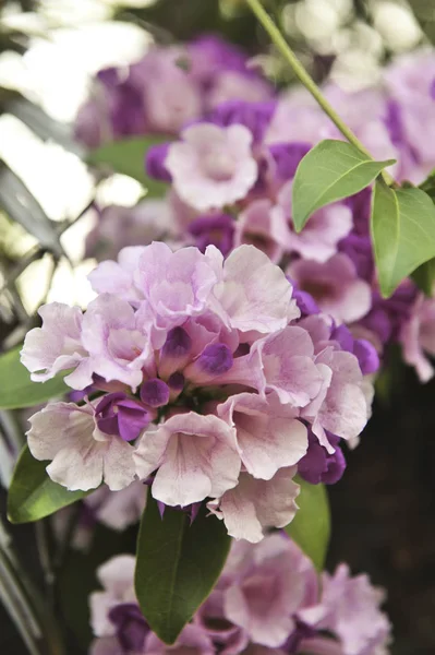 Vitlök vinstockar violett blomma selektiv fokuspunkt — Stockfoto