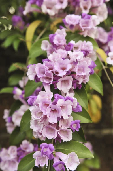 Vitlök vinstockar violett blomma selektiv fokuspunkt — Stockfoto