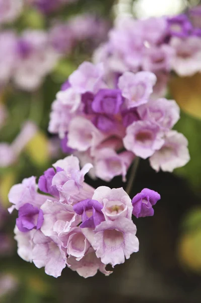 Vitlök vinstockar violett blomma selektiv fokuspunkt — Stockfoto