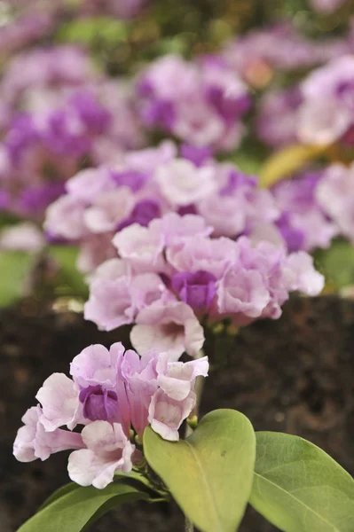 Vitlök vinstockar violett blomma selektiv fokuspunkt — Stockfoto