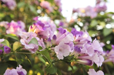 Sarımsak asma Menekşe çiçek seçici odak noktası