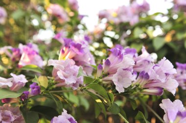 Sarımsak asma Menekşe çiçek seçici odak noktası