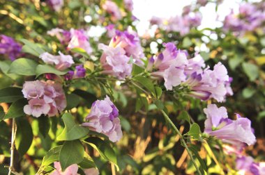Sarımsak asma Menekşe çiçek seçici odak noktası