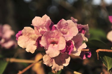 Sarımsak asma Menekşe çiçek seçici odak noktası