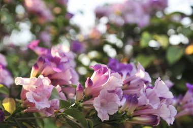 Sarımsak asma Menekşe çiçek seçici odak noktası