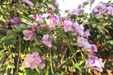 Sarımsak asma Menekşe çiçek seçici odak noktası