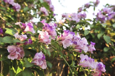 Sarımsak asma Menekşe çiçek seçici odak noktası
