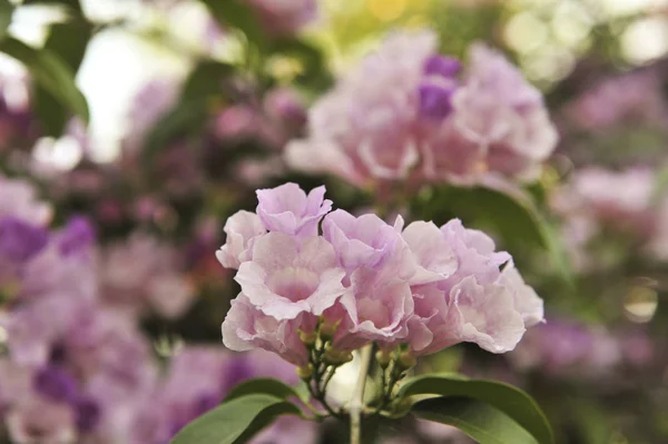 Alho videira flor violeta ponto de foco seletivo — Fotografia de Stock