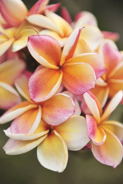 Plumeria orange gros plan dans le jardin — Photo