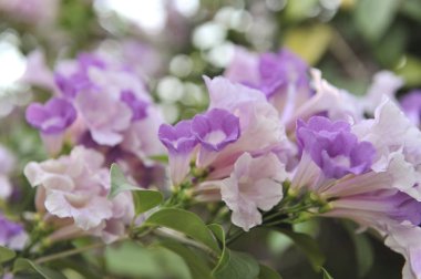 Sarımsak asma Menekşe çiçek seçici odak noktası