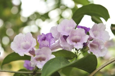 Sarımsak asma Menekşe çiçek seçici odak noktası