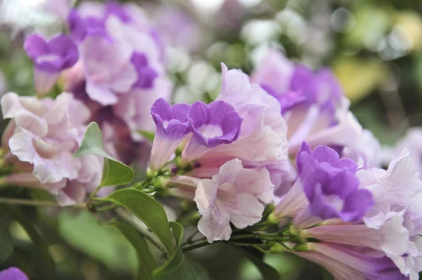 Фиолетовый цветок чеснока — стоковое фото