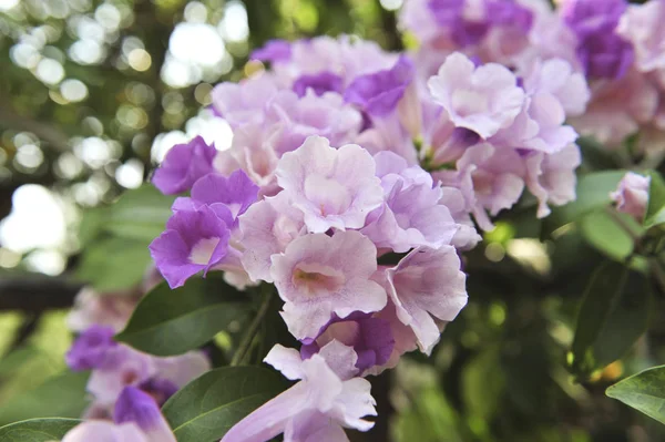Vitlök vinstockar violett blomma selektiv fokuspunkt — Stockfoto
