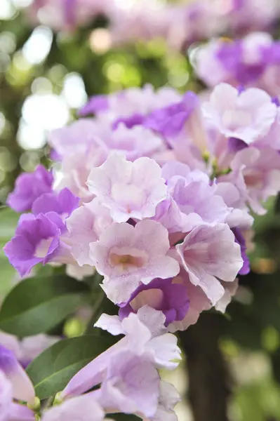 Vitlök vinstockar violett blomma selektiv fokuspunkt — Stockfoto