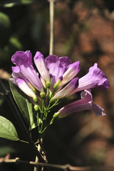 Ajo vid violeta flor enfoque selectivo punto — Foto de Stock