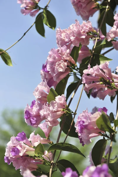 Alho videira flor violeta ponto de foco seletivo — Fotografia de Stock
