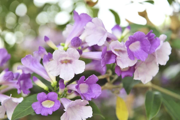 Knoblauch Weinstock violette Blume selektiver Brennpunkt — Stockfoto