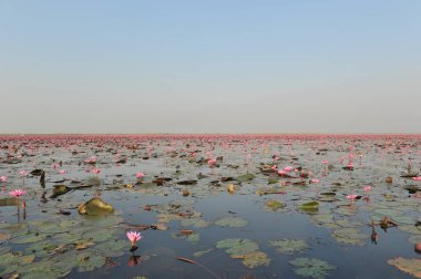 Redlotussea Nong Han Kumphawapi udonthani kuzeydoğu Tayland