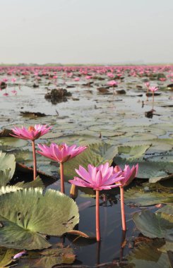 Redlotussea Nong Han Kumphawapi udonthani kuzeydoğu Tayland