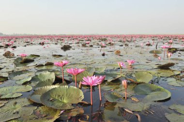 Redlotussea Nong Han Kumphawapi udonthani kuzeydoğu Tayland