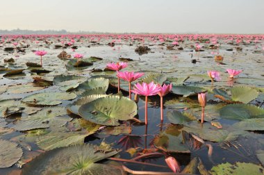 Redlotussea Nong Han Kumphawapi udonthani kuzeydoğu Tayland