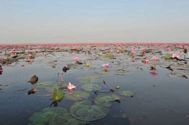 Redlotussea Nong Han Kumphawapi udonthani kuzeydoğu Tayland