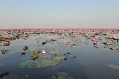 Redlotussea Nong Han Kumphawapi udonthani kuzeydoğu Tayland