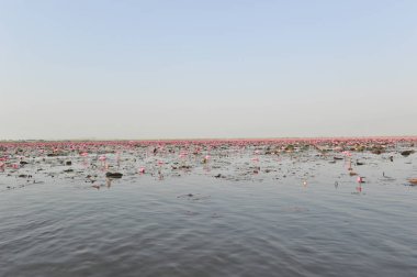 Redlotussea Nong Han Kumphawapi udonthani kuzeydoğu Tayland