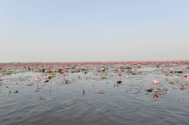 Redlotussea Nong Han Kumphawapi udonthani kuzeydoğu Tayland