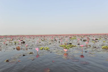 Redlotussea Nong Han Kumphawapi udonthani kuzeydoğu Tayland