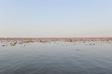 Redlotussea Nong Han Kumphawapi udonthani kuzeydoğu Tayland